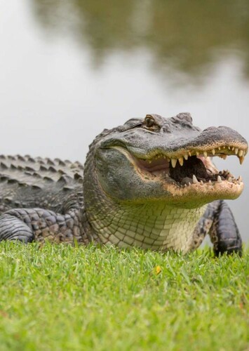 American Alligator
