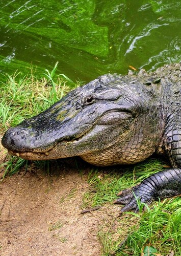 American Alligator