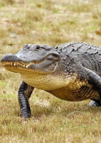 American Alligator