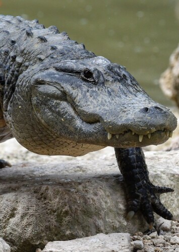 American Alligator