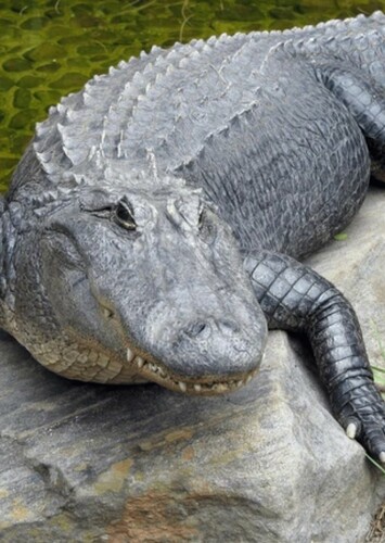American Alligator
