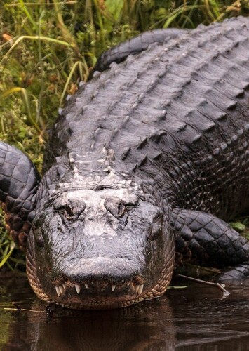 American Alligator
