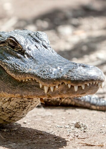 American Alligator