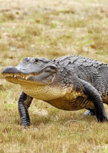 American Alligator
