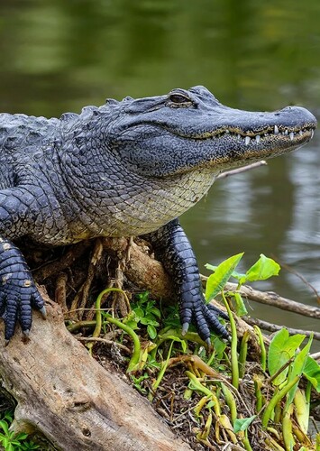 American Alligator
