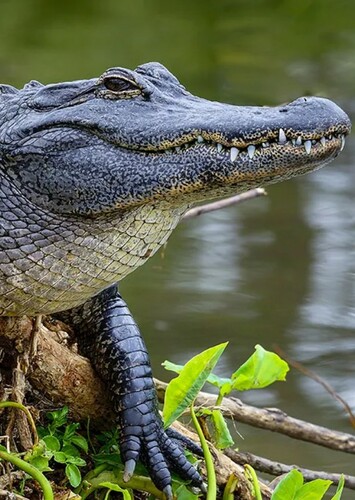 American Alligator