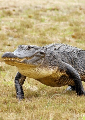 American Alligator