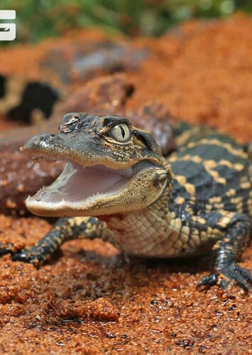 American Alligator's Son