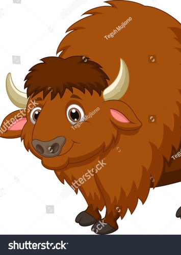 American Bison