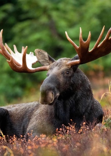 American Moose