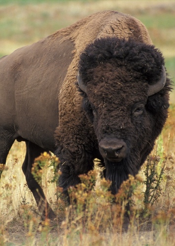 American Bison