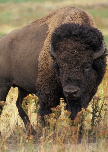 American Bison