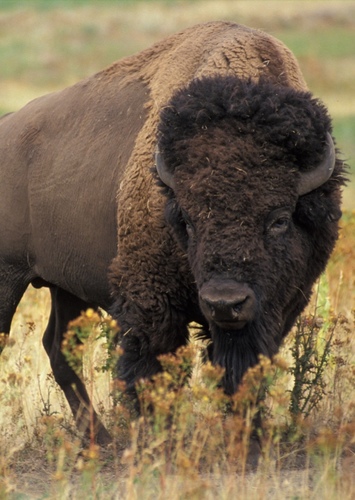 American Bison