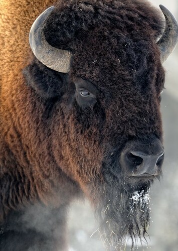 American Bison