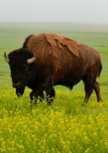American Bison