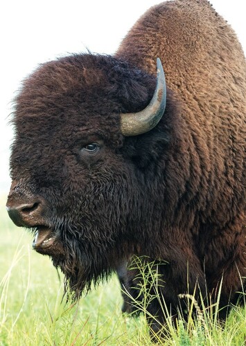 American Bison