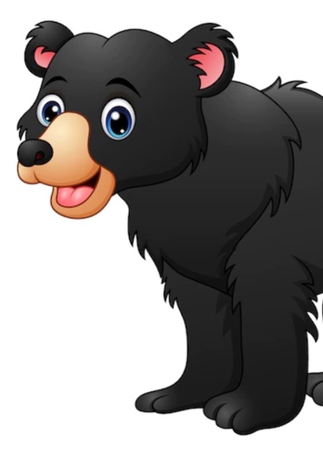 American Black Bear