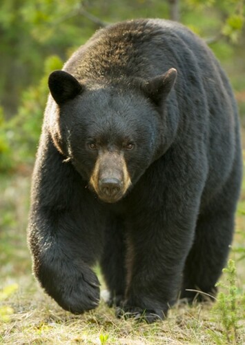 American Black Bear