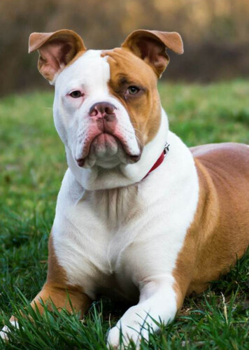 American Bulldog