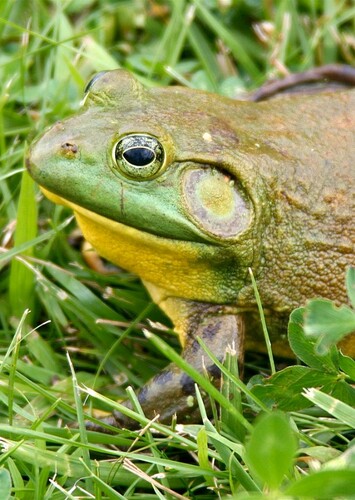 American Bullfrog