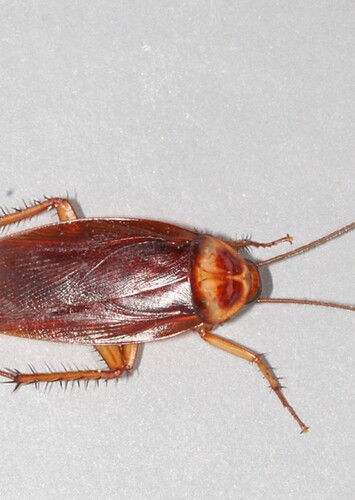 American Cockroach