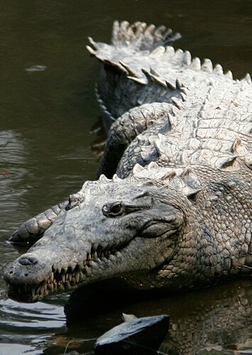 American Crocodile