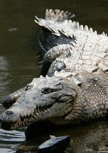 American Crocodile