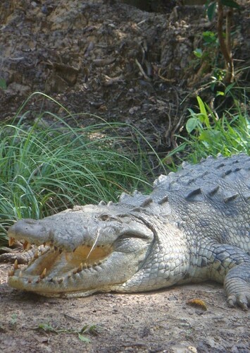 American Crocodile