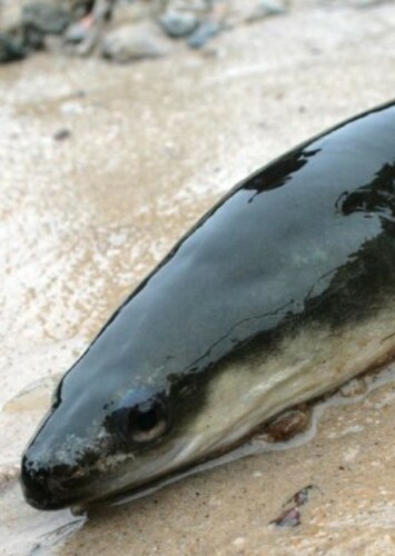 American eel