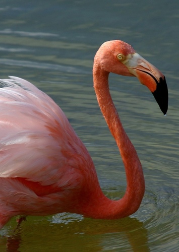 American Flamingo