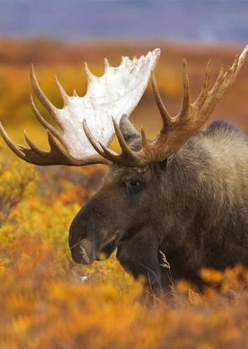 American Moose