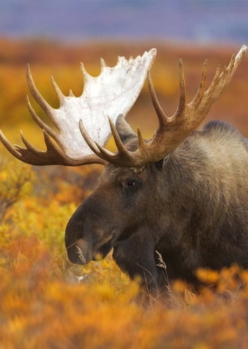 American Moose