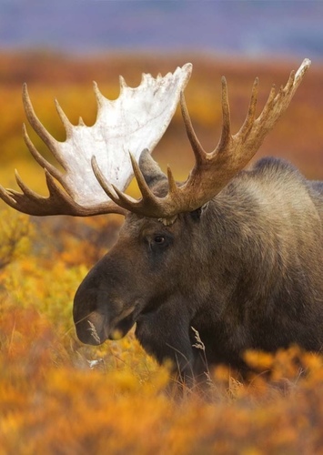 American Moose