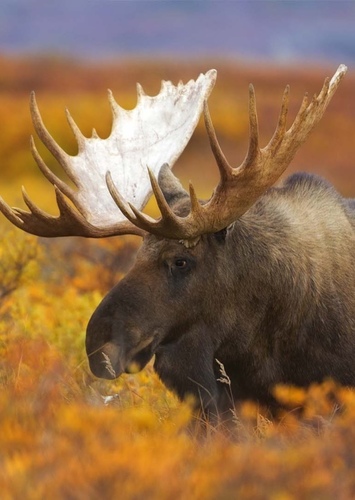 American Moose