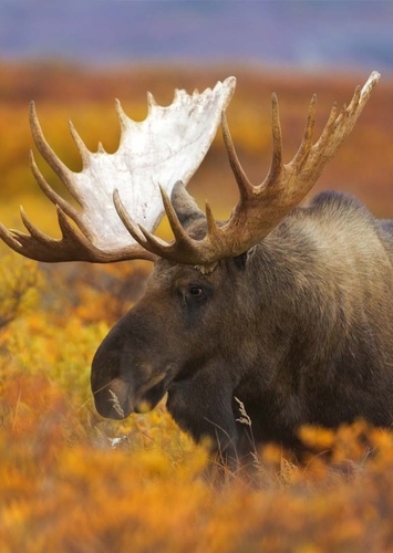 American Moose