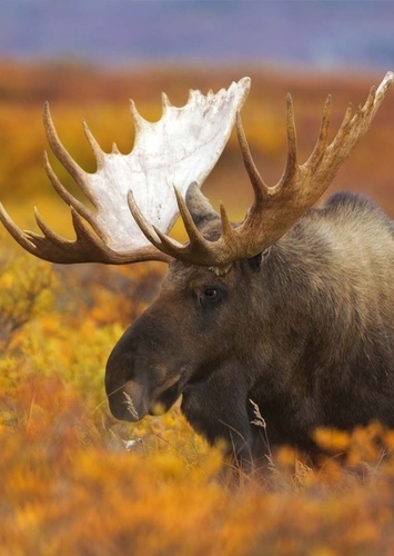 American Moose
