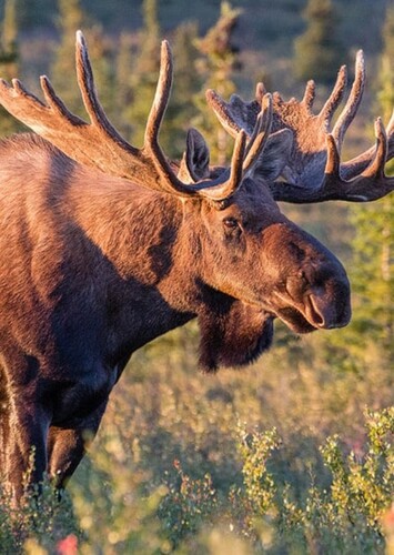 American Moose