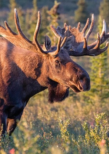 American Moose