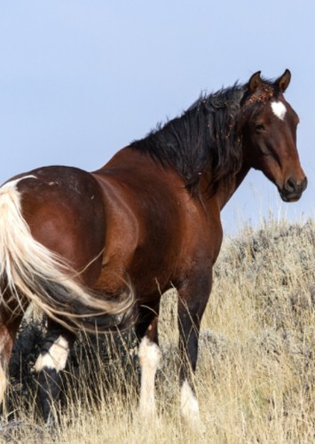 American Mustang Horse