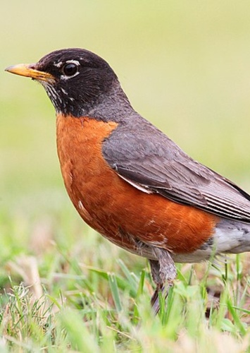 American Robin
