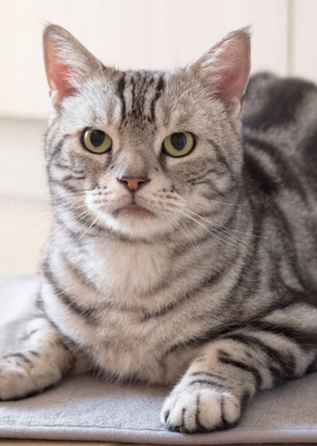 American Shorthair