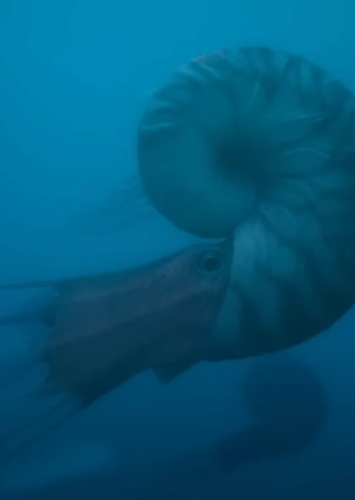 Ammonite
