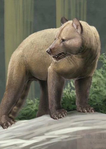 Amphicyon