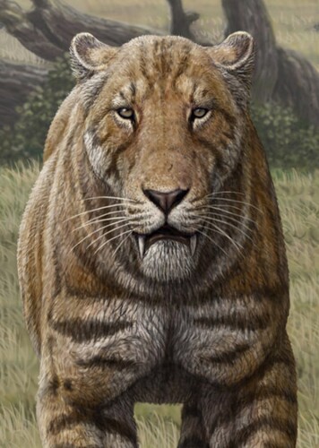 Amphimachairodus