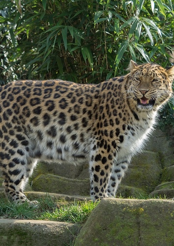 Amur Leopard