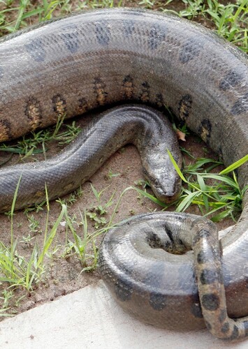 Anaconda
