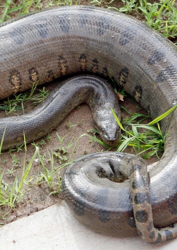 Anaconda