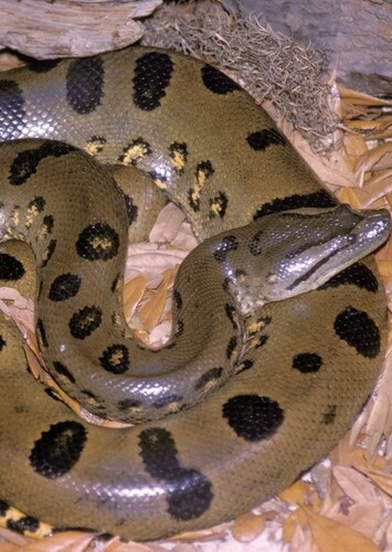 Anaconda