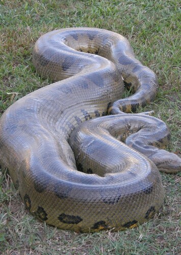 Anaconda