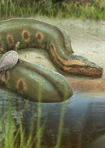 Anaconda